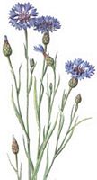 Centaurée bleuet. Dessin. Cliquer pour agrandir l'image.