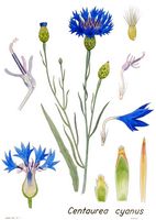 Centaurée bleuet. Dessin d'identification. Cliquer pour agrandir l'image.