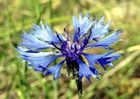 Centaurée bleuet. Cliquer pour agrandir l'image.