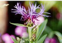 Centaurée bleuet. Fleur. Cliquer pour agrandir l'image.