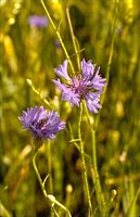 Centaurée bleuet. Fleur. Cliquer pour agrandir l'image.