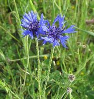 Centaurée bleuet. Tige. Cliquer pour agrandir l'image.