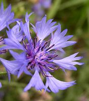 Centaurée bleuet. Fleur. Cliquer pour agrandir l'image.