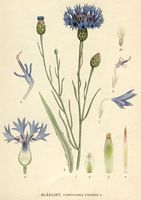 Centaurée bleuet. Planche d'identification Linnemand. Cliquer pour agrandir l'image.