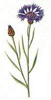 Centaurée bleuet. Dessin. Cliquer pour agrandir l'image.