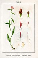 Centaurée jacée. Planche d'identification Sturm. Cliquer pour agrandir l'image.