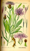 Centaurée jacée. Planche d'identification Thomé. Cliquer pour agrandir l'image.