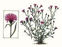 Centaurée jacée. Dessin. Cliquer pour agrandir l'image.