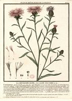 Centaurée jacée. Planche d'identification Bulliard. Cliquer pour agrandir l'image.