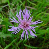 Centaurée jacée. Cliquer pour agrandir l'image.