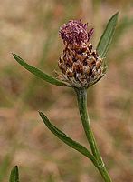 Centaurée jacée. Cliquer pour agrandir l'image.