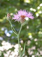 Centaurée jacée. Cliquer pour agrandir l'image.