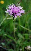 Centaurée jacée. Tige. Cliquer pour agrandir l'image.