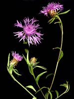 Centaurée jacée. Plante. Cliquer pour agrandir l'image.