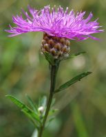 Centaurée jacée. Involucre, Côtes de Clermont. Cliquer pour agrandir l'image.