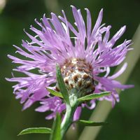 Centaurée jacée. Involucre, Côtes de Clermont. Cliquer pour agrandir l'image.