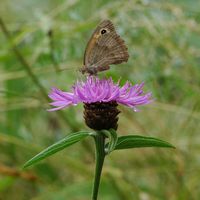 Centaurée jacée. Centaurée jacée butinée par un myrtil. Cliquer pour agrandir l'image.