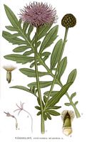 Centaurée scabieuse. Planche d'identification Linnemand. Cliquer pour agrandir l'image.