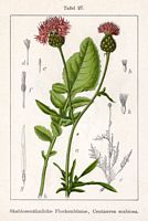 Centaurée scabieuse. Planche d'identification Sturm. Cliquer pour agrandir l'image.