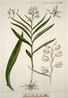 Céphalanthère a longues feuilles. Dessin d'identification. Cliquer pour agrandir l'image.