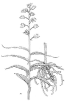 Céphalanthère a longues feuilles. Dessin. Cliquer pour agrandir l'image.