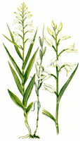 Céphalanthère a longues feuilles. Dessin. Cliquer pour agrandir l'image.