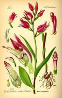 Céphalanthère rouge. Planche d'identification. Cliquer pour agrandir l'image.