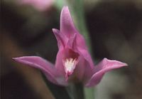 Céphalanthère rouge. Cliquer pour agrandir l'image.