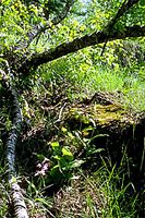 Céphalanthère rouge. Habitat. Cliquer pour agrandir l'image.
