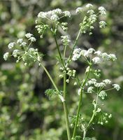 Cerfeuil sauvage. Narse d'Espinasse. Cliquer pour agrandir l'image.