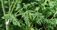 Cerfeuil sauvage. Feuille, narse d'Espinasse. Cliquer pour agrandir l'image.