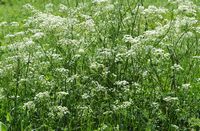 Cerfeuil sauvage. Peuplement, narse d'Espinasse. Cliquer pour agrandir l'image.