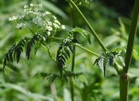 Cerfeuil sauvage. Branche, narse d'Espinasse. Cliquer pour agrandir l'image.