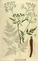 Cerfeuil sauvage. Planche d'identification hoffman. Cliquer pour agrandir l'image.