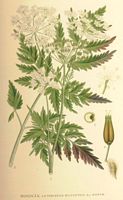 Cerfeuil sauvage. Planche d'identification Linnemand. Cliquer pour agrandir l'image.