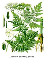 Cerfeuil sauvage. Cliquer pour agrandir l'image.
