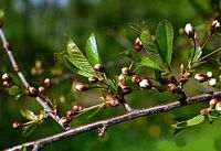 Cerisier aigre. Fleurs en boutons. Cliquer pour agrandir l'image.