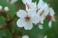 Cerisier aigre. Fleurs. Cliquer pour agrandir l'image.