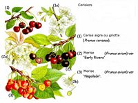 Cerisiers. Planche d'identification. Cliquer pour agrandir l'image.