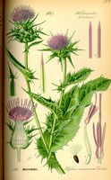 Chardon-marie. Planche d'identification. Cliquer pour agrandir l'image.