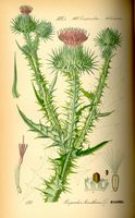 Chardon aux anes. Planche d'identification. Cliquer pour agrandir l'image.