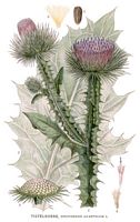 Chardon aux anes. Planche d'identification Linnemand. Cliquer pour agrandir l'image.