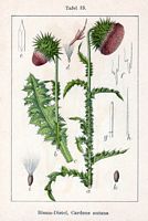 Chardon penché. Planche d'identification. Cliquer pour agrandir l'image.