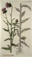 Chardon penché. Planche d'identification Flora danica. Cliquer pour agrandir l'image.