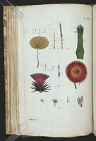 Chardon penché. Planche d'identification Aubry. Cliquer pour agrandir l'image.