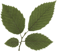 Charme commun. Feuille. Cliquer pour agrandir l'image.