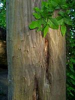 Le charme commun (Carpinus betulus). Écorce. Cliquer pour agrandir l'image.