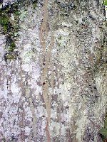 Le charme commun (Carpinus betulus). Écorce vieille. Cliquer pour agrandir l'image.