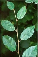 Le charme commun (Carpinus betulus). Rameau. Cliquer pour agrandir l'image.