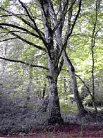 Le charme commun (Carpinus betulus). Plante. Cliquer pour agrandir l'image.